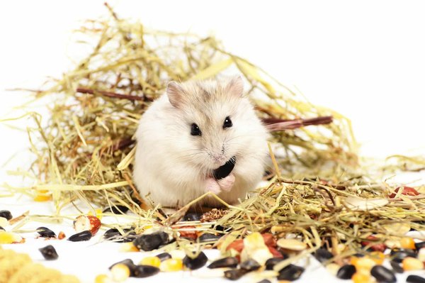What Are the Best Organic and Non-Toxic Bedding Materials for Hamsters?